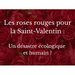 Des alternatives éco-reponsables à la classique rose rouge pour la Saint valentin